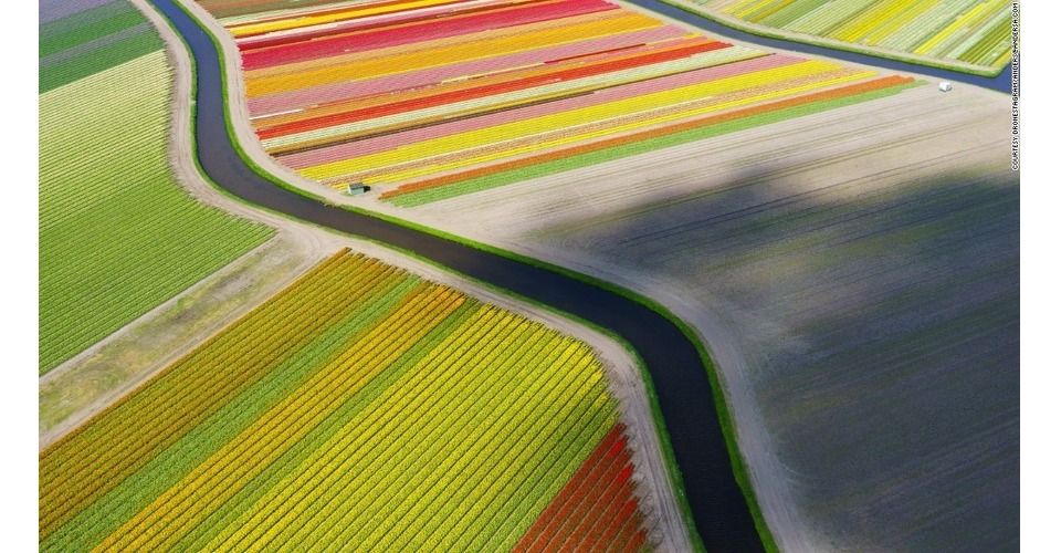 dronestagram tulip field holland the netherlands