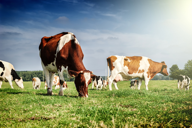 Campina Open Boerderijdag bij Fam. Kleverkamp in Raalte