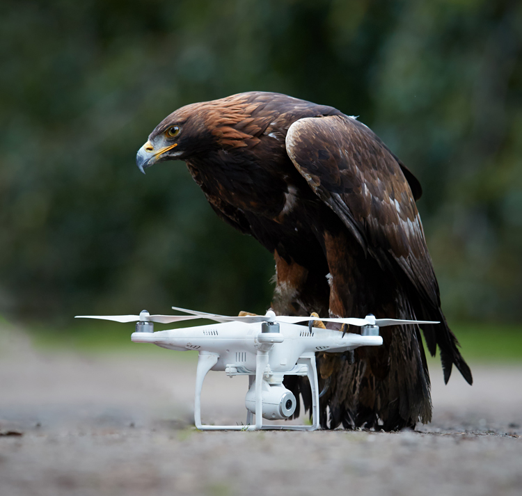 Politie stopt met inzet anti-drone roofvogels