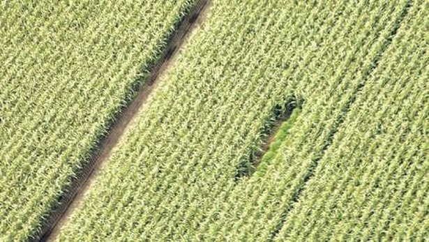 drones-wiet-maisveld-wietplanten-spotten-brabantse-limburg-2015